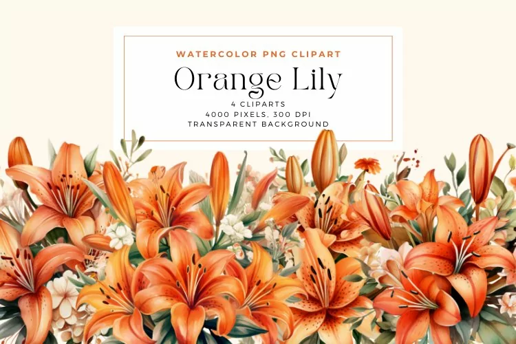 4 Watercolor Orange Lily Clipart