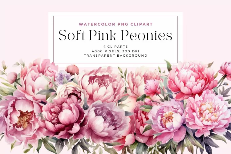 4 Watercolor Soft Pink Peonies Clipart