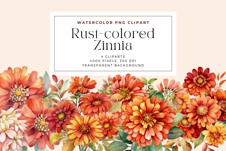 4 Watercolor Rust-colored Zinnia Clipart