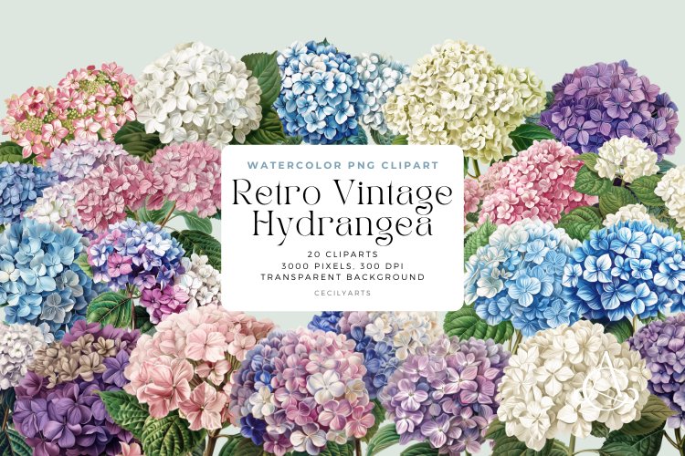 Hydrangea Illustration Image 16