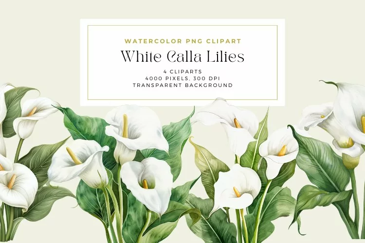 Watercolor White Calla Lilies Clipart