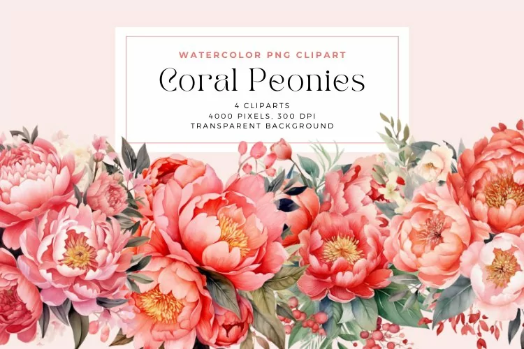 4 Watercolor Coral Peonies Clipart