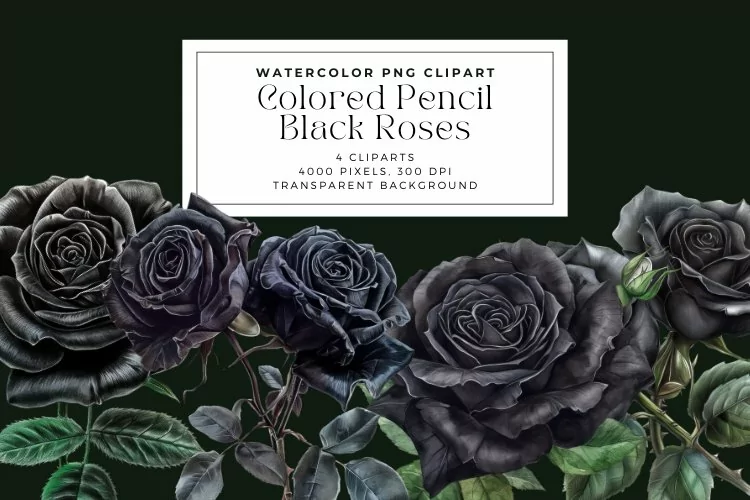Watercolor Colored Pencil Black Roses Clipart