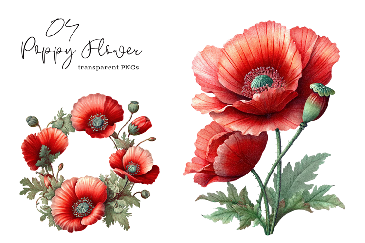Watercolor Corn Poppy Flower Bloom Clipart