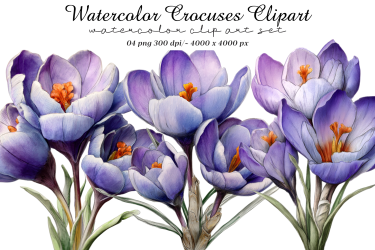 Watercolor Crocuses Clipart