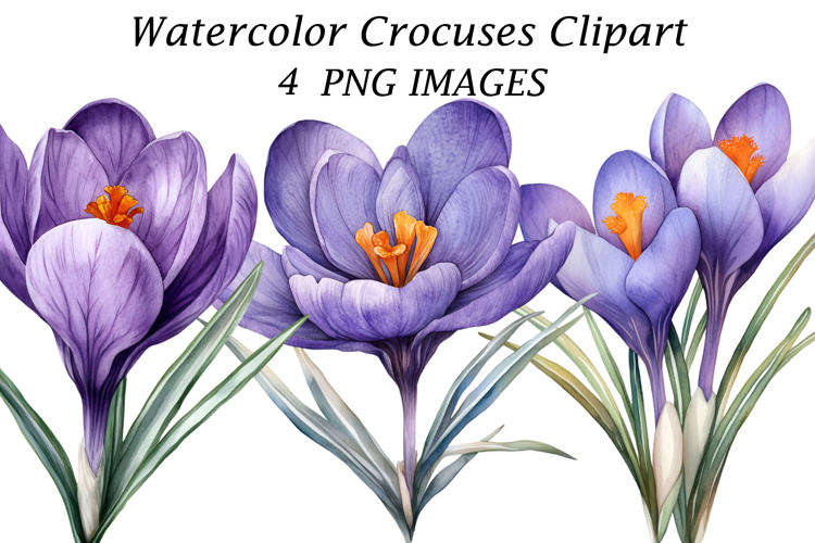 Watercolor Crocuses Clipart