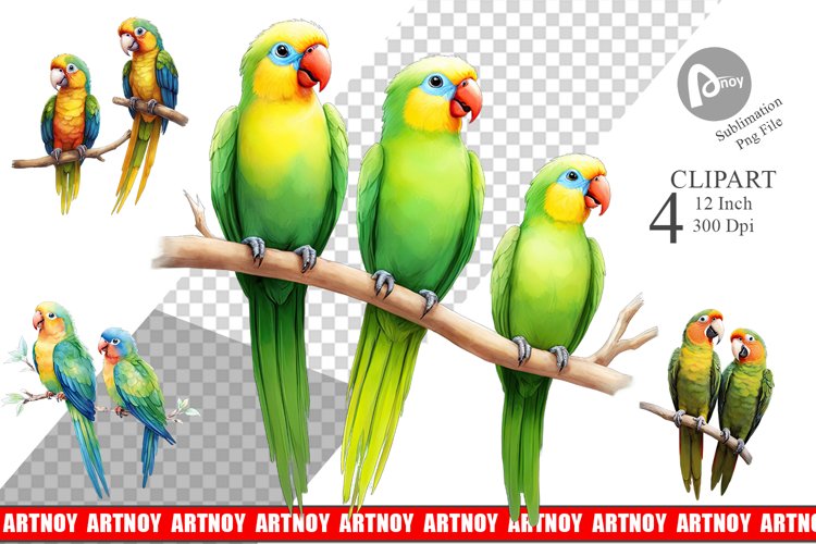 Parrot Png Image 23