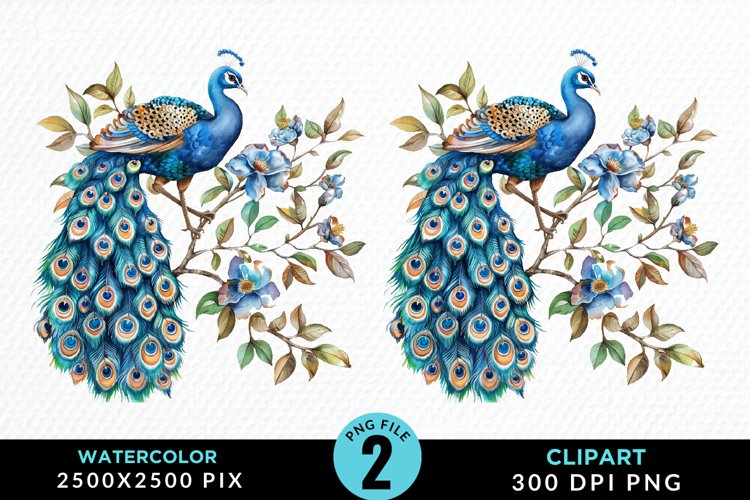 Peacock Feather Clipart Image 11