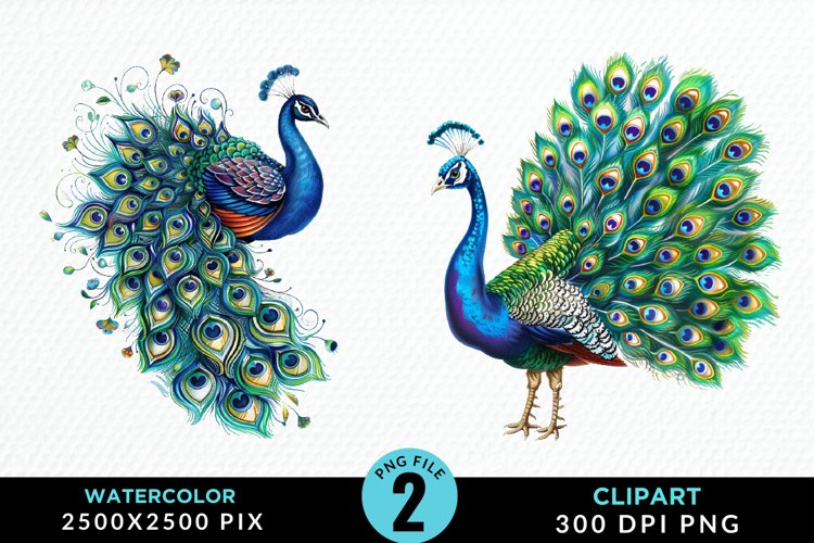 Peacock Feather Clipart Image 2