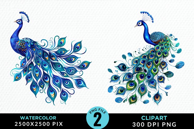 Peacock Feather Clipart Image 4