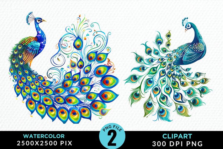 Peacock Feather Clipart Image 10