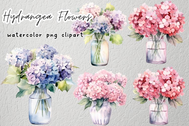 Hydrangea Illustration Image 13