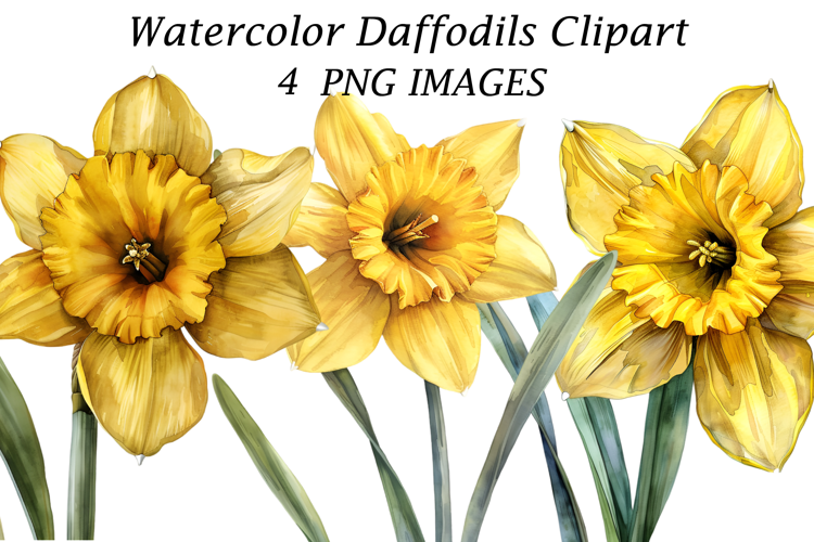 Watercolor Daffodils Clipart