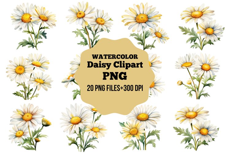 Watercolor Daisy Clipart bundle,Flowers watercolor bundle