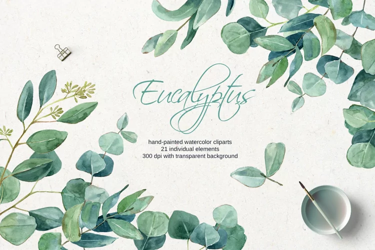 Watercolor Eucalyptus Clipart |Floral Clipart