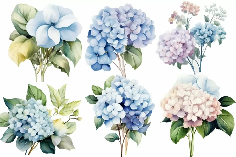 Watercolor Flowers Bouquets, illustration Background