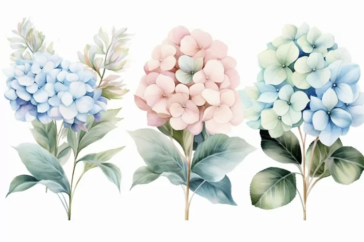 Watercolor Flowers Bouquets, illustration Background