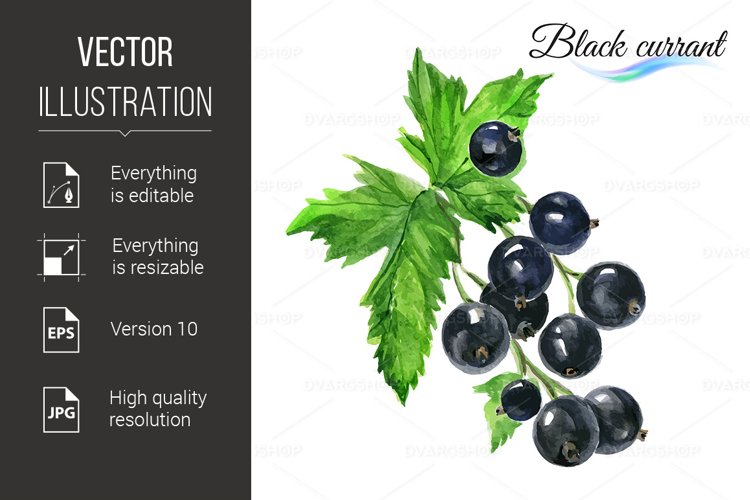Watercolor black currant
