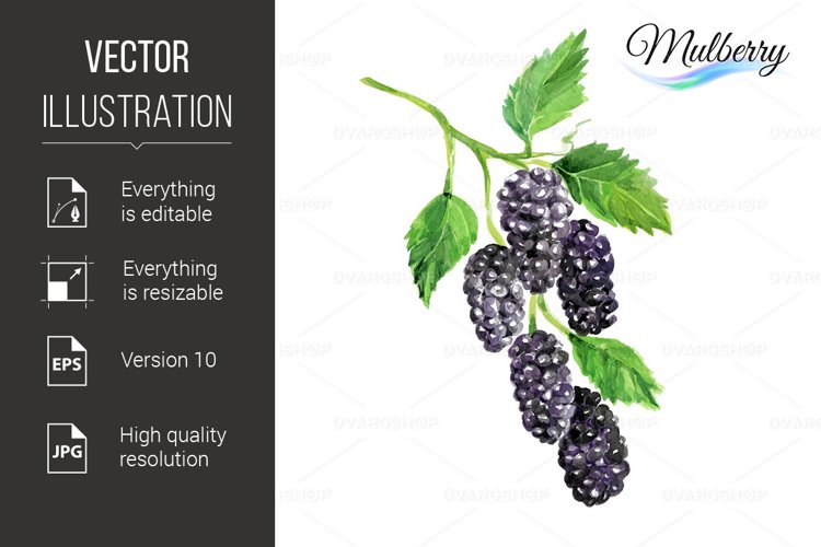 Fruit Illustration Image 21