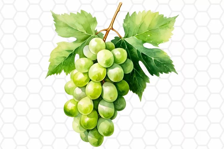 Watercolor Green Grape Sublimation Clipart PNG