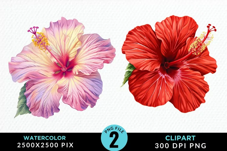 Watercolor Hibiscus Flowers Artwork Clipart