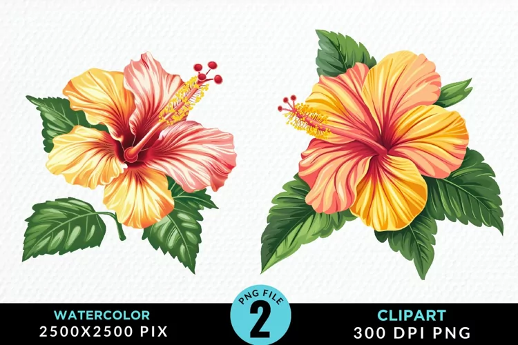 Watercolor Hibiscus Flowers Exquisite Clipart