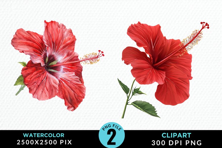 Watercolor Hibiscus Flowers Artwork Clipart