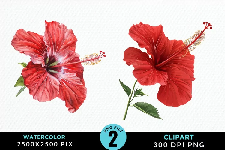 Watercolor Hibiscus Flowers Artwork Clipart