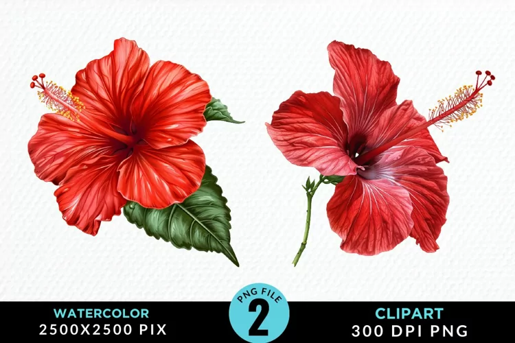Watercolor Hibiscus Flowers Exquisite Clipart
