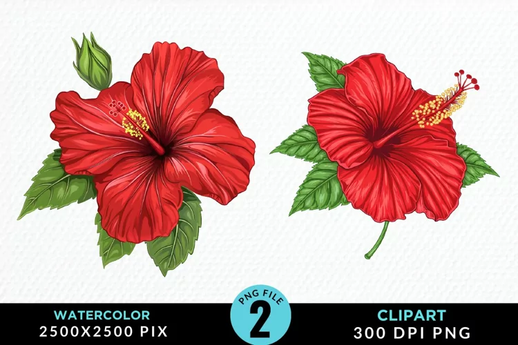 Watercolor Hibiscus Flowers Artwork Clipart