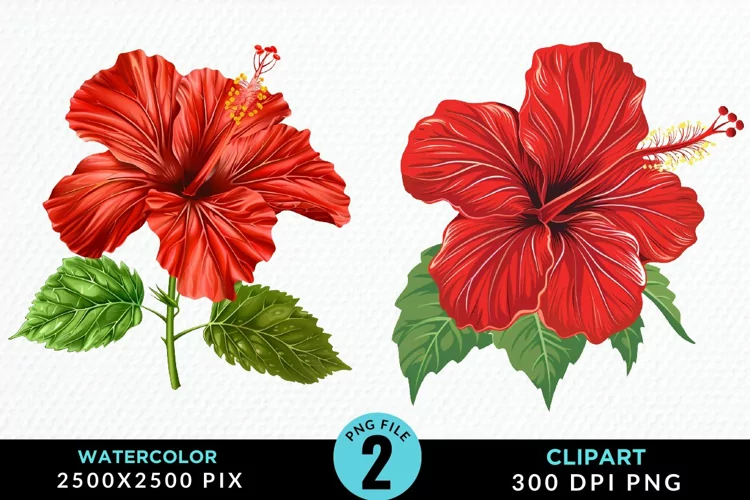 Watercolor Hibiscus Flowers Artwork Clipart