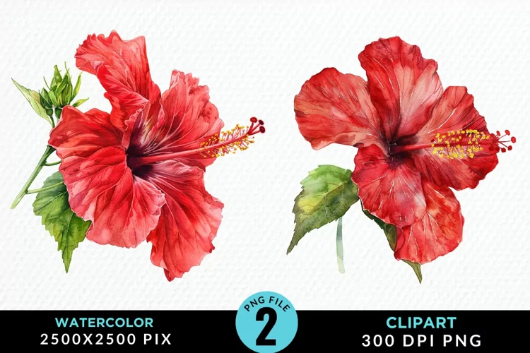 Watercolor Hibiscus Flowers Exquisite Clipart