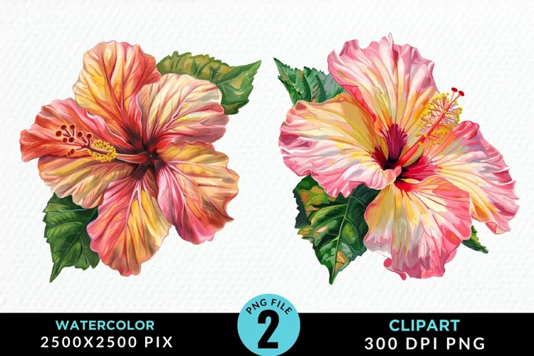 Watercolor Hibiscus Flowers Artwork Clipart