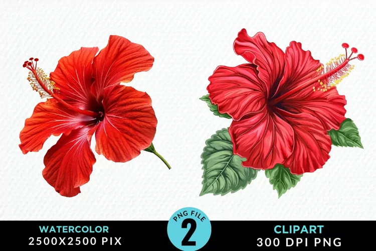Watercolor Hibiscus Flowers Exquisite Clipart