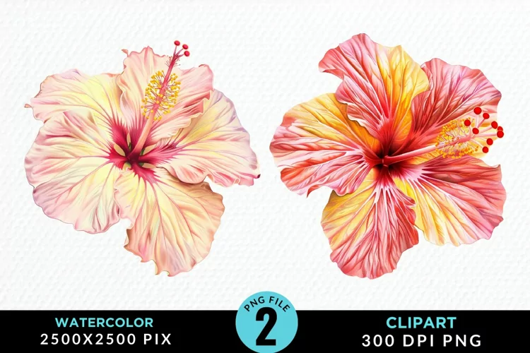 Watercolor Hibiscus Flowers Artwork Clipart