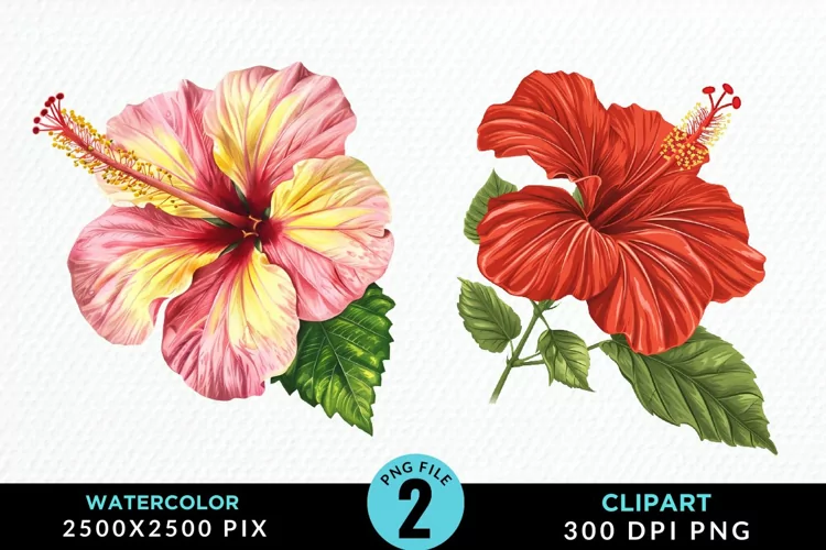 Watercolor Hibiscus Flowers Artwork Clipart
