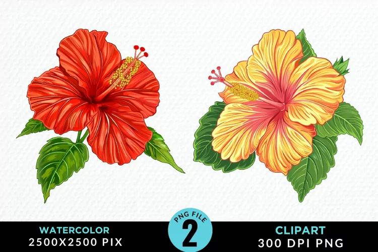 Watercolor Hibiscus Flowers Artwork Clipart
