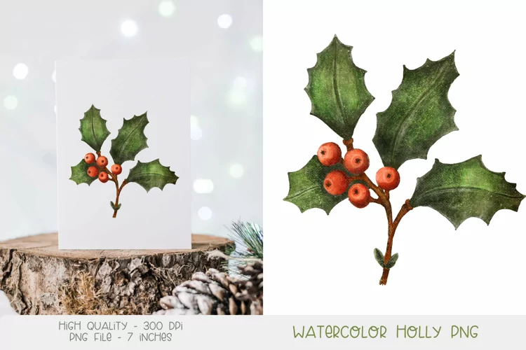 Watercolor Holly Png | December Birth Flower Holly Clipart