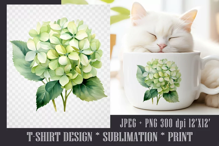 Watercolor Hydrangea Anabelle Sublimation PNG|JPEG