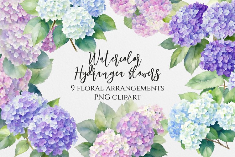 Watercolor Hydrangea flowers clipart PNG