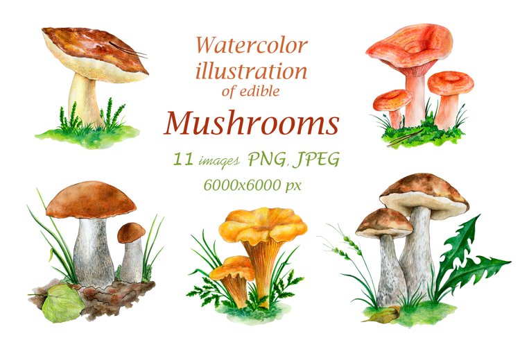 Watercolor illustrations of edible mushrooms