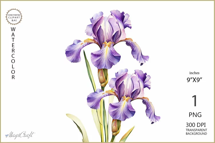 Watercolor iris flowers png| Spring flowers| purple iris png