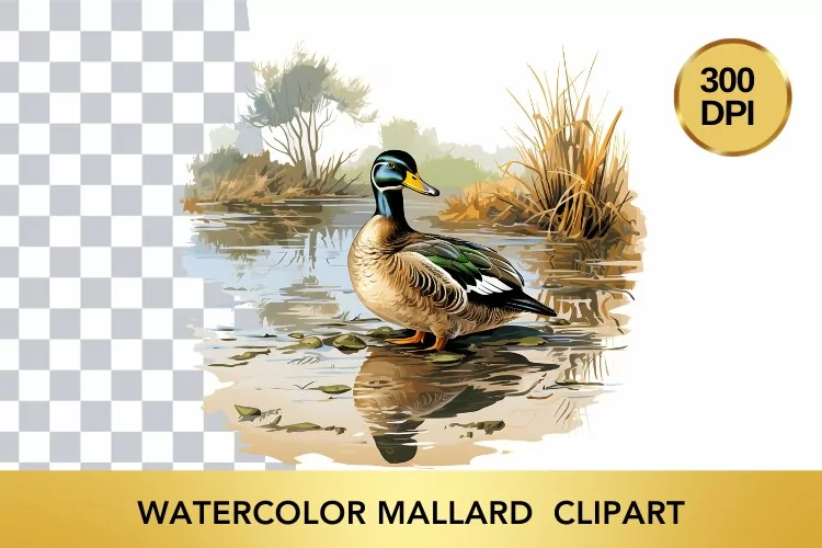 Watercolor Mallard Clipart , Animal Sublimation PNG