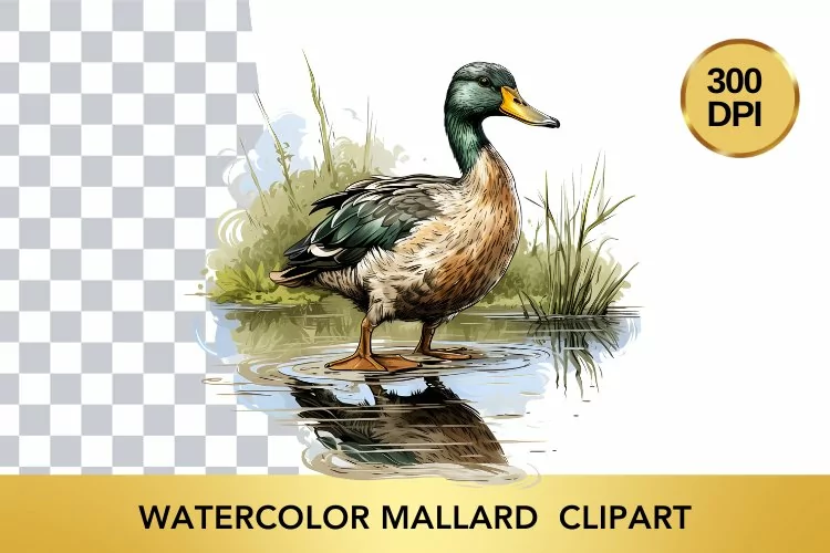Watercolor Mallard Clipart , Animal Sublimation PNG