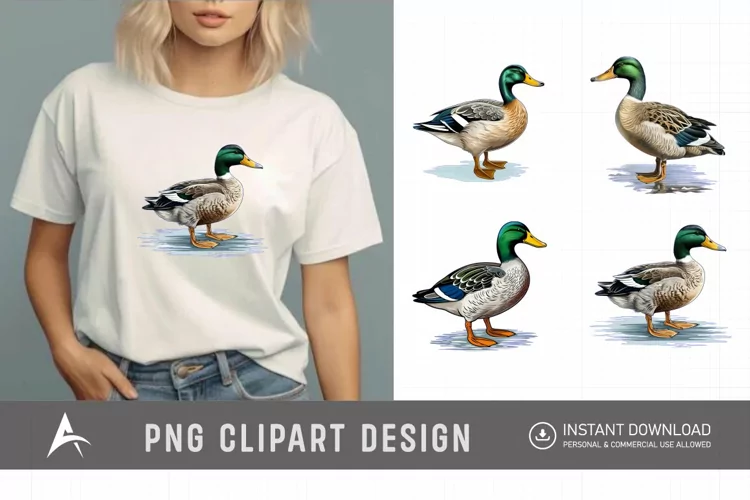 Watercolor Mallard Duck Clipart