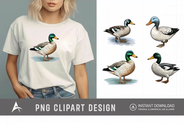 Watercolor Mallard Duck Clipart