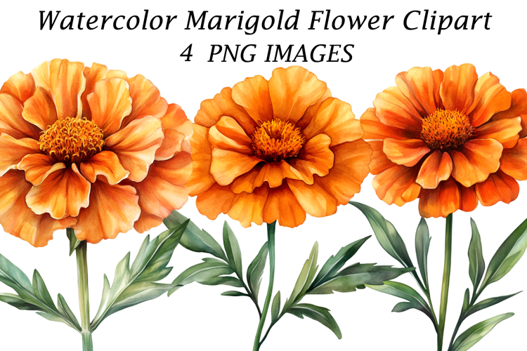 Watercolor Marigold Flower Clipart
