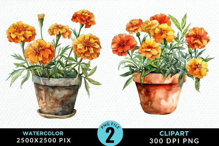 Watercolor Marigolds Pot Graphic Clipart