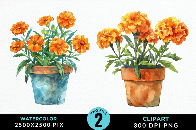 Watercolor Marigolds Pot Graphic Clipart