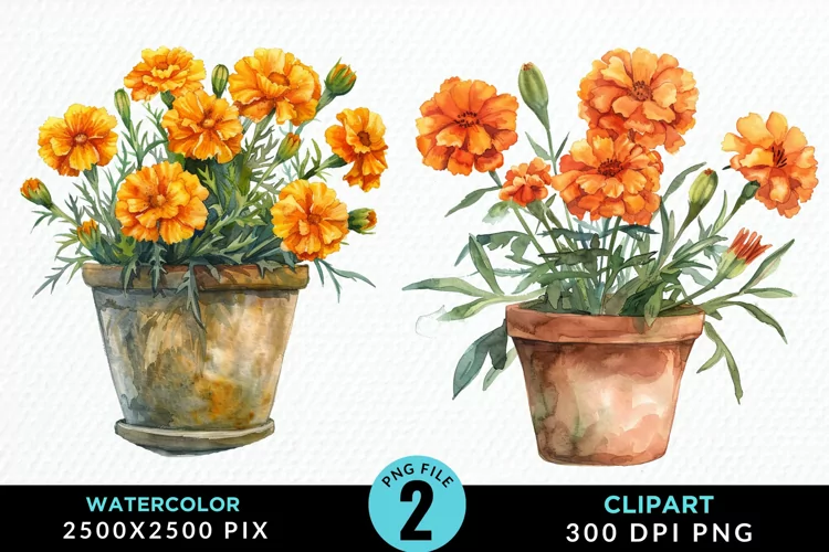 Watercolor Marigolds Pot Graphic Clipart
